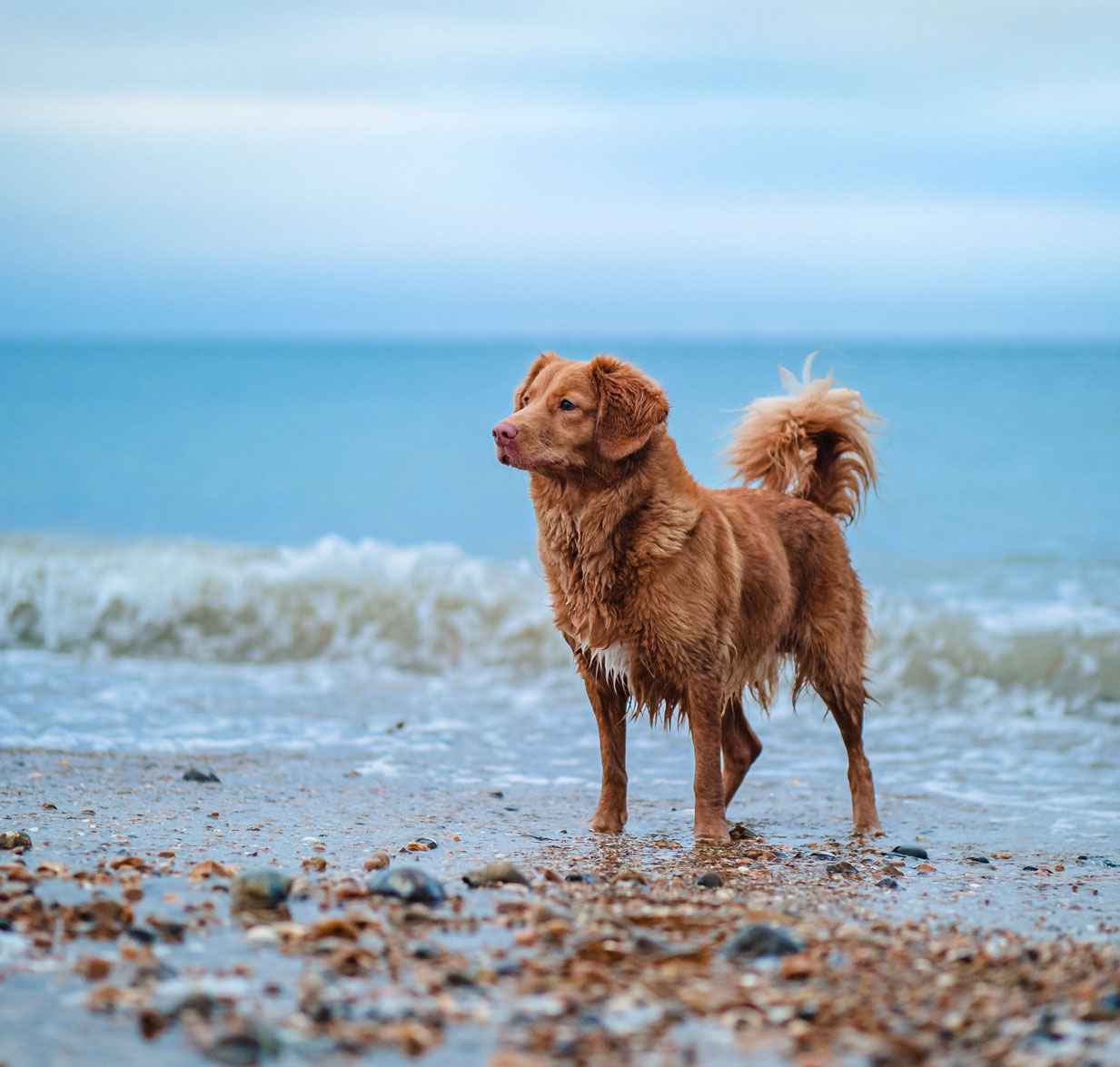Devon Cliffs dog friendly holiday park in South Devon