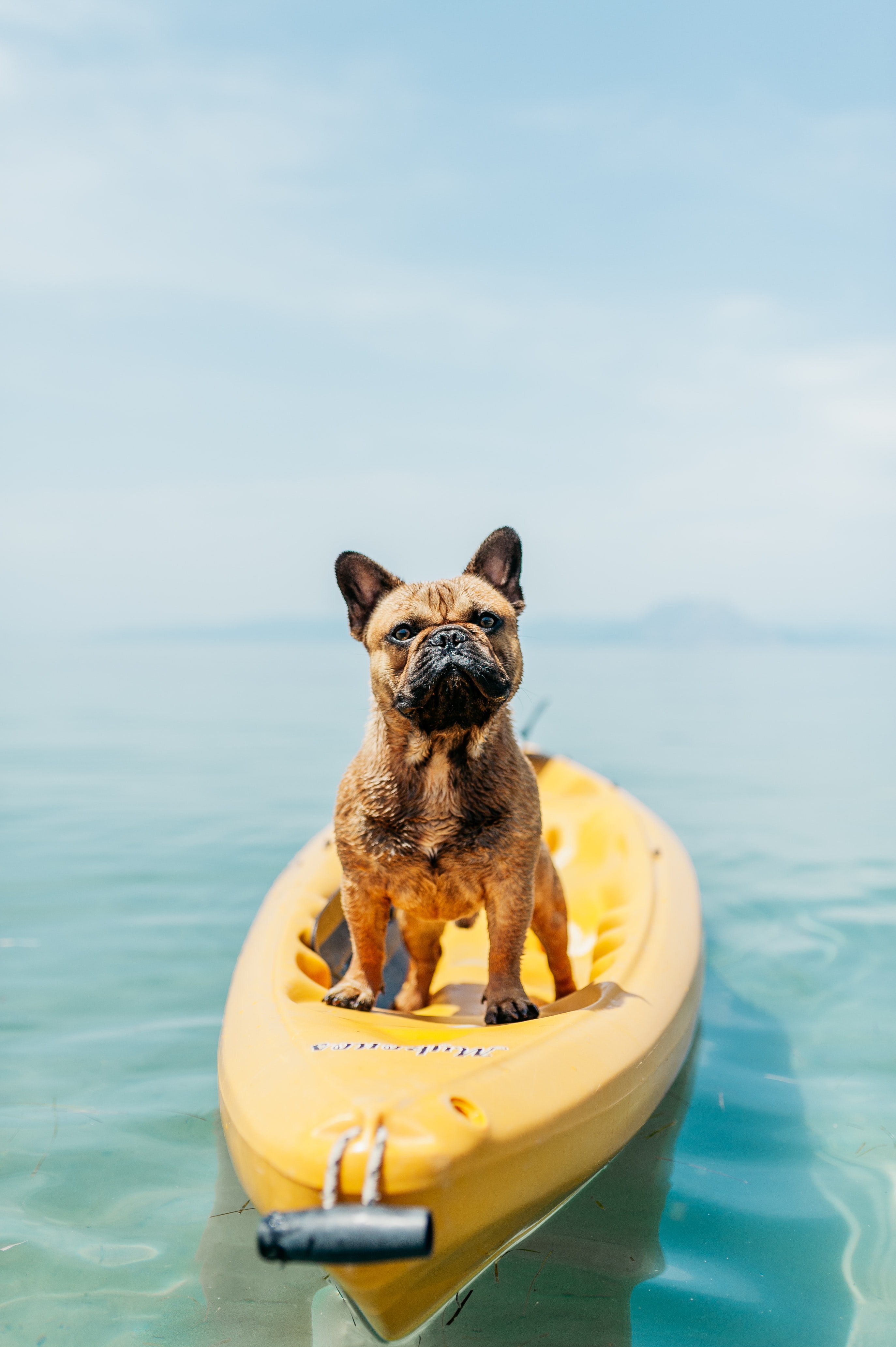 A dog sitting on top of a kayak in the sea on a beautiful day