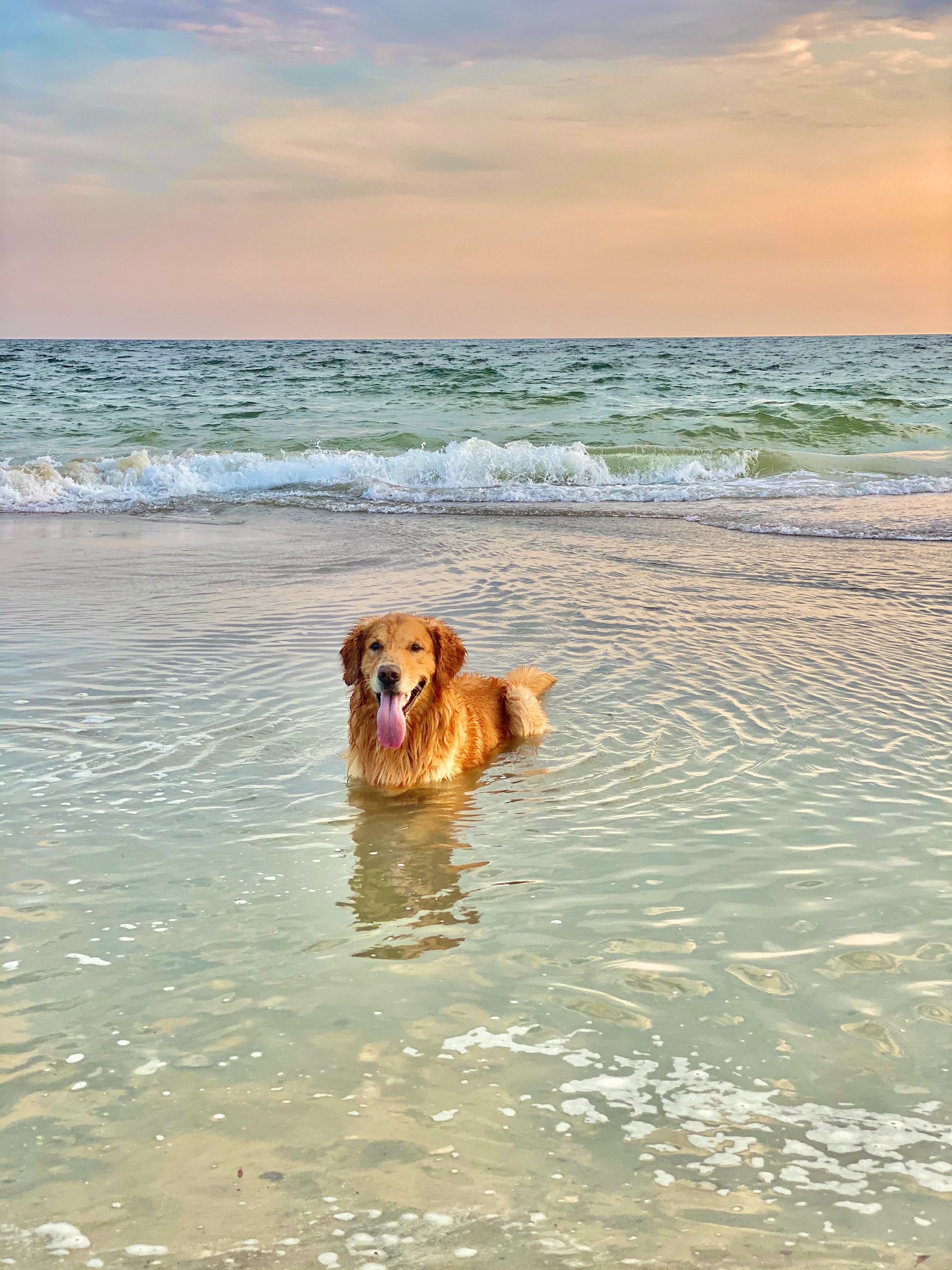 A dog sitting down in the sea
