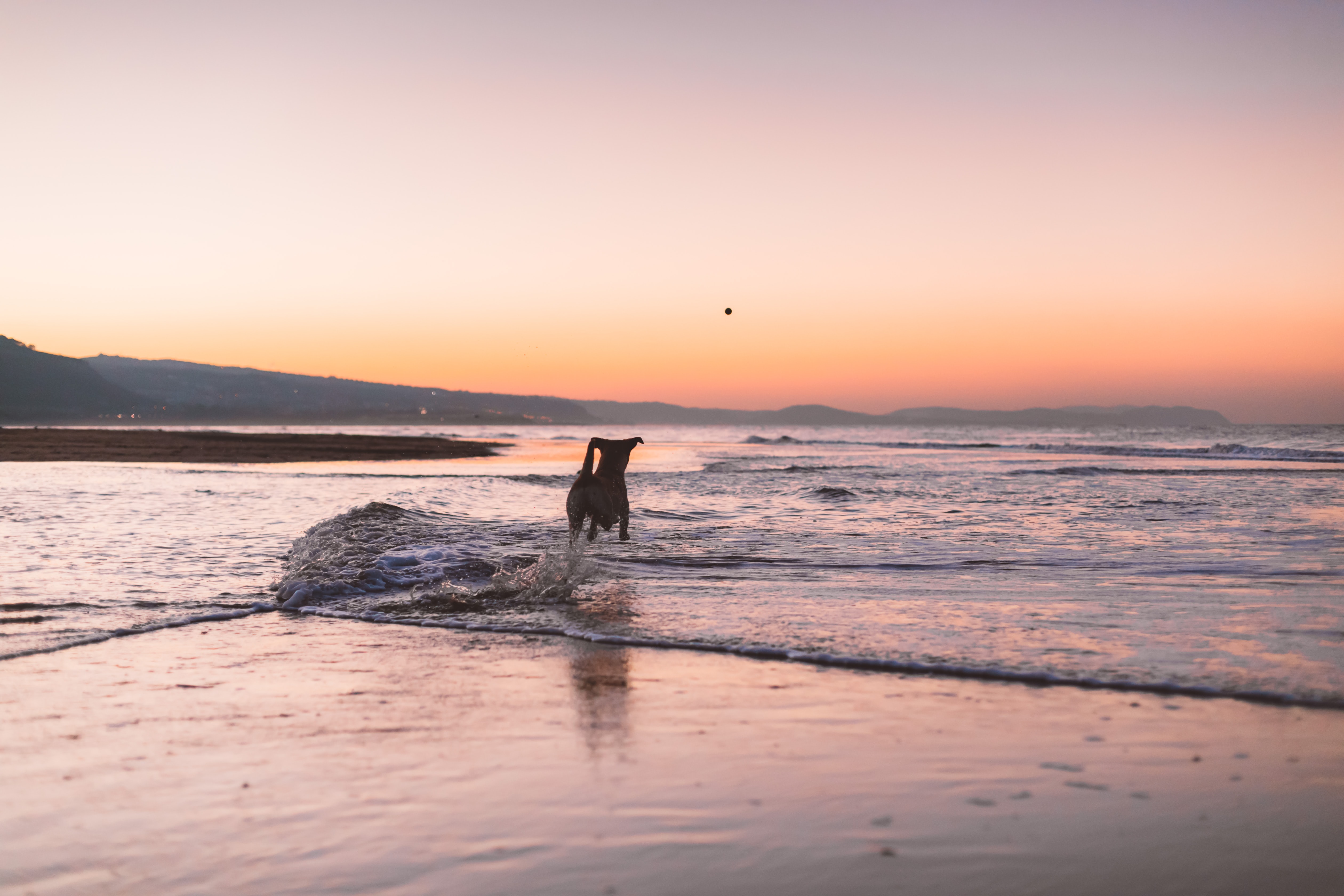 dog friendly holidays in Devon