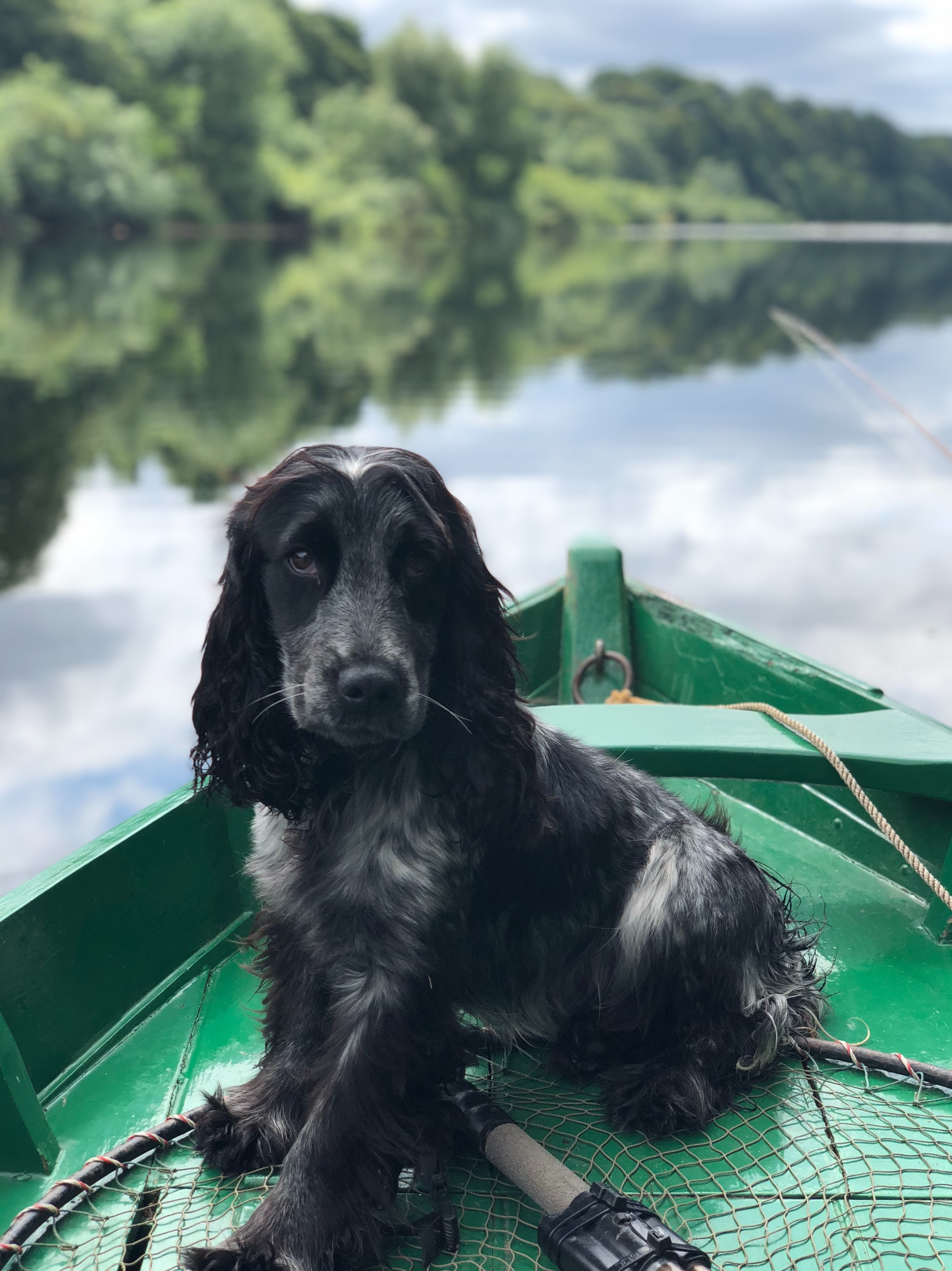 dog friendly holiday parks in Cornwall