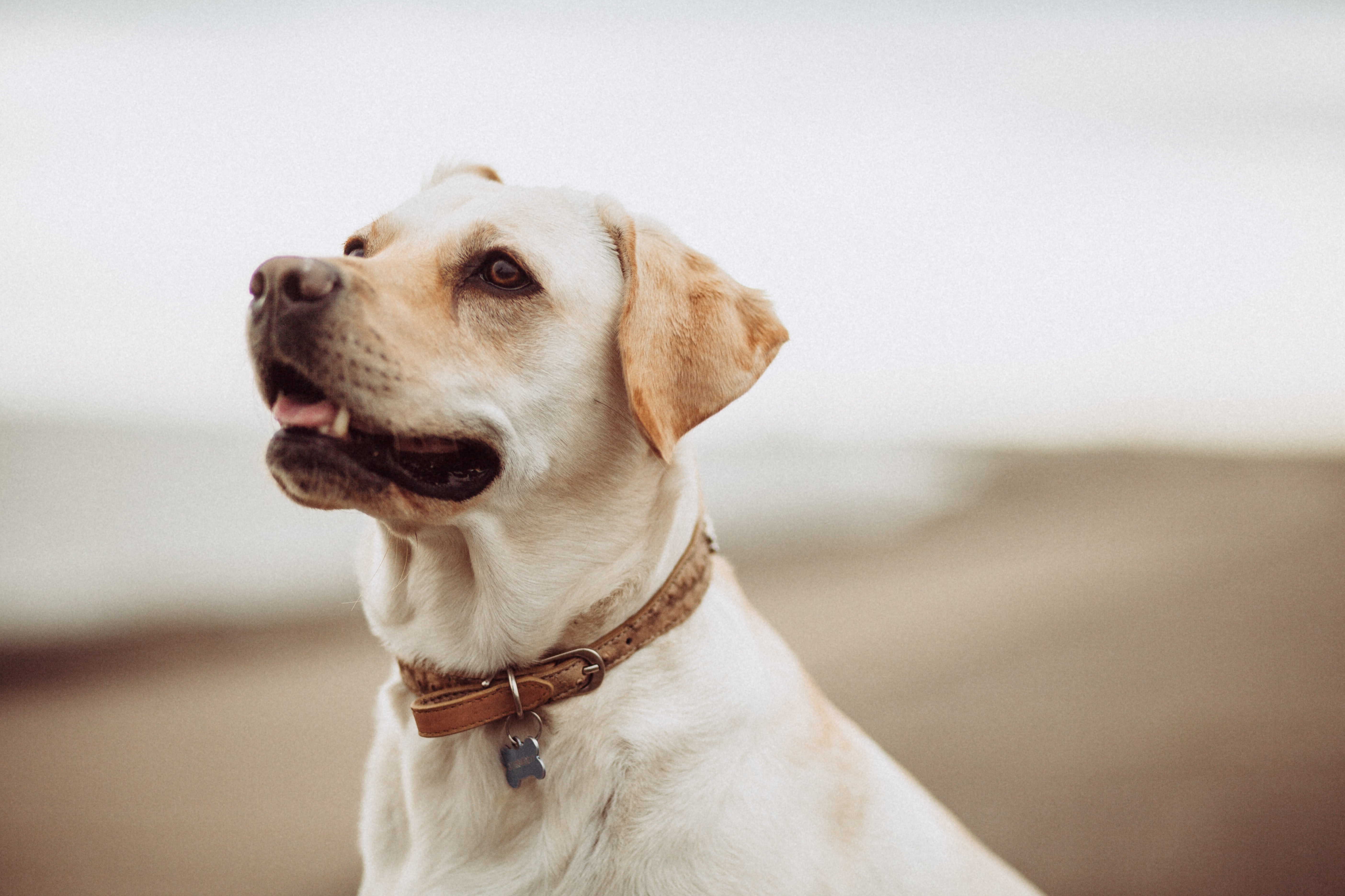 A dog on the beach