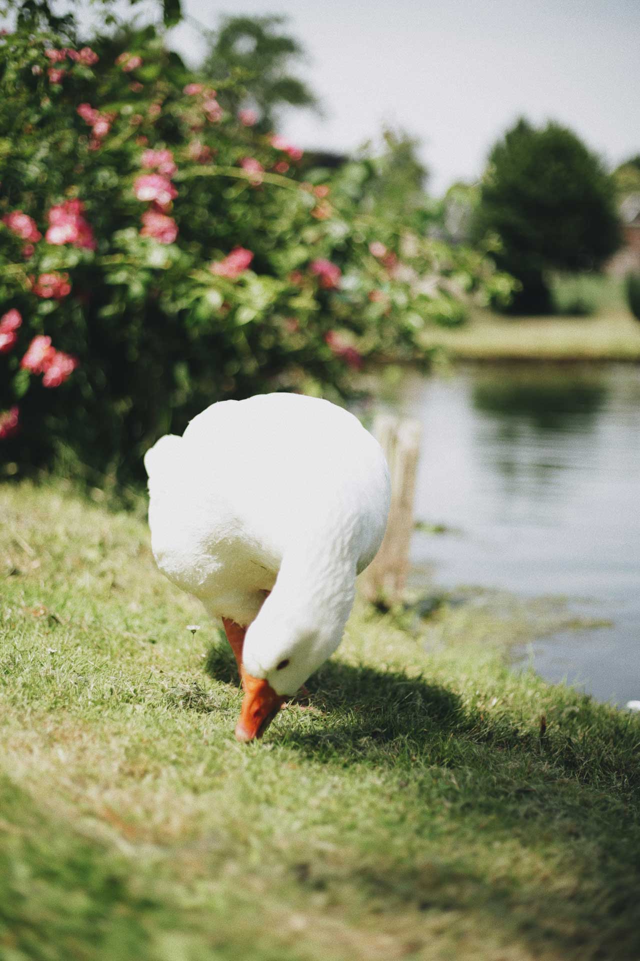 A duck walking on a grass verge next to a lake with flowers in the background