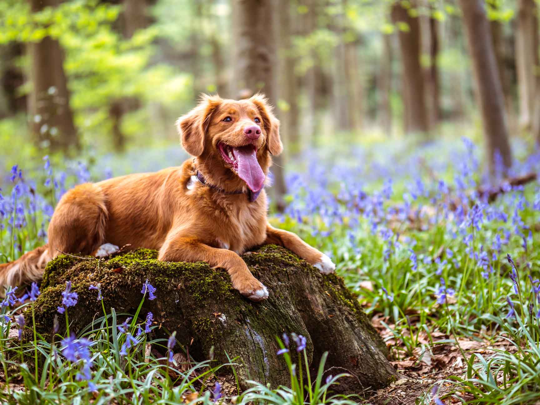 A dog sat in an old tree stump in a woodland forest with purple flowers all around