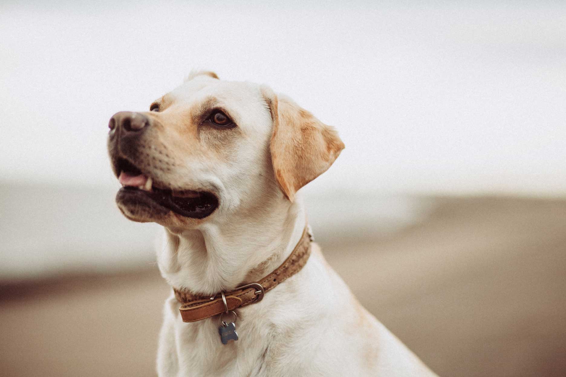 dog friendly caravan holidays by the beach