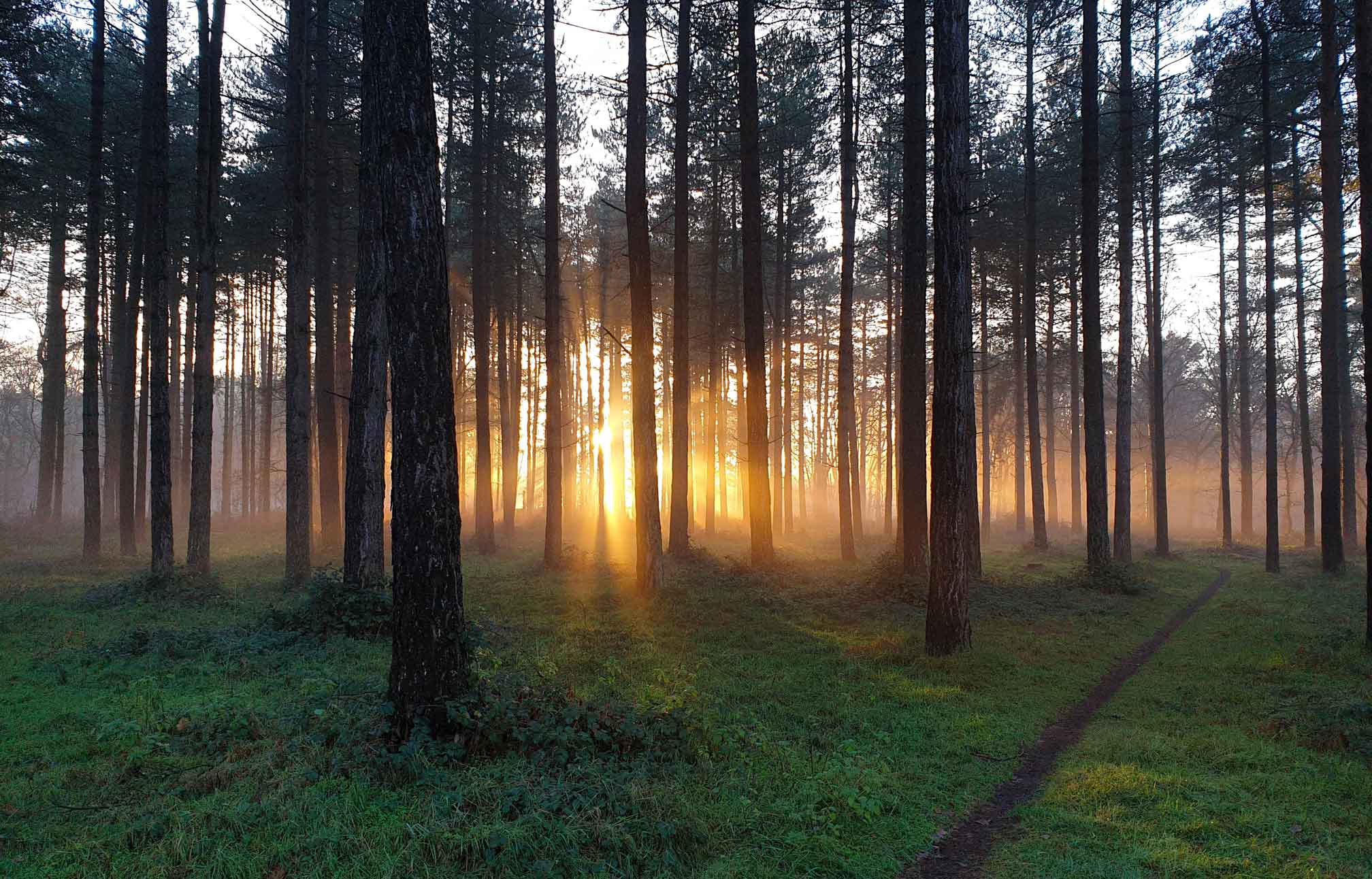 walking holidays in Suffolk in Thetford Forest 