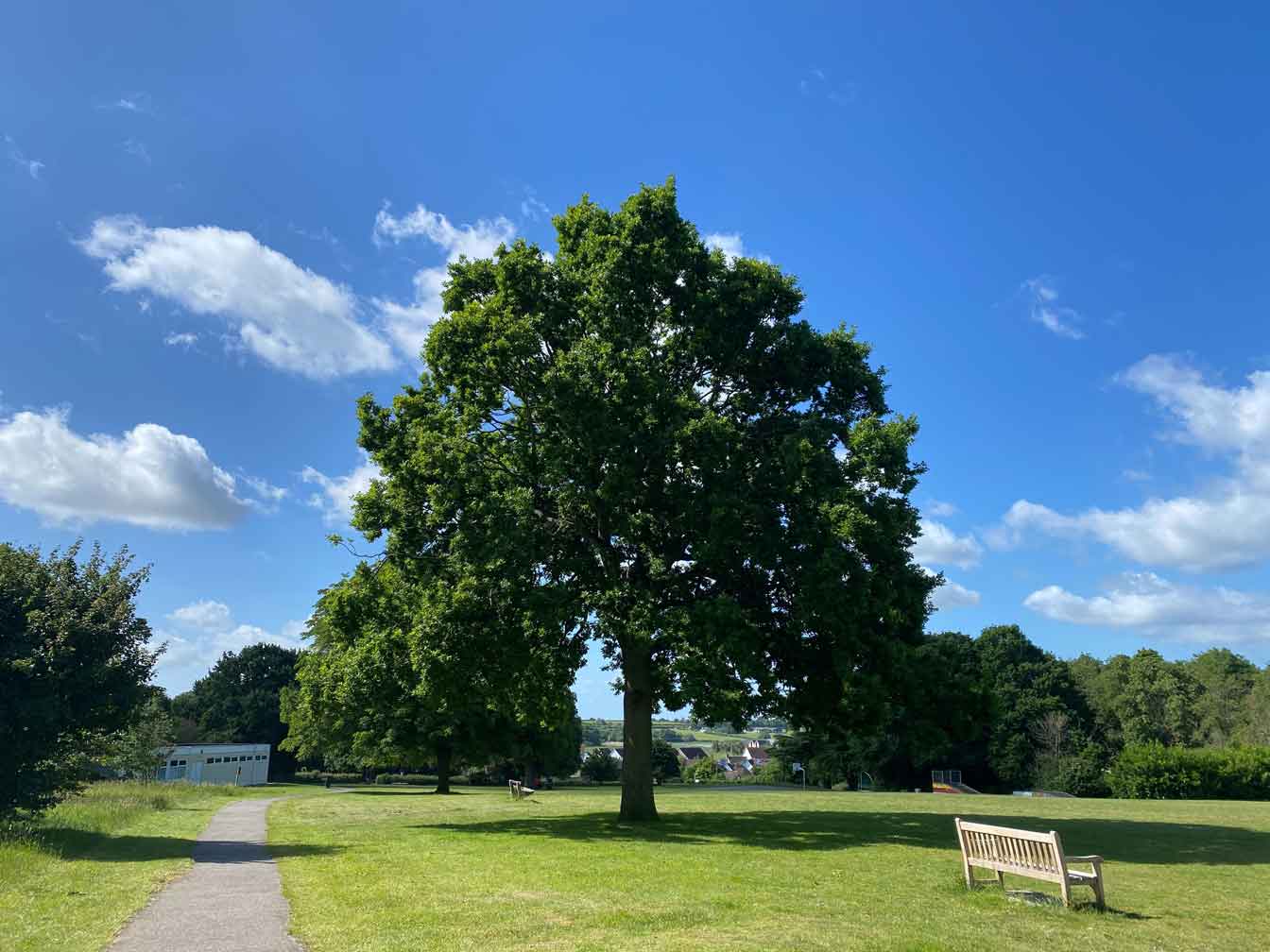 A View of an English Oak Tree near a Wivenhoe