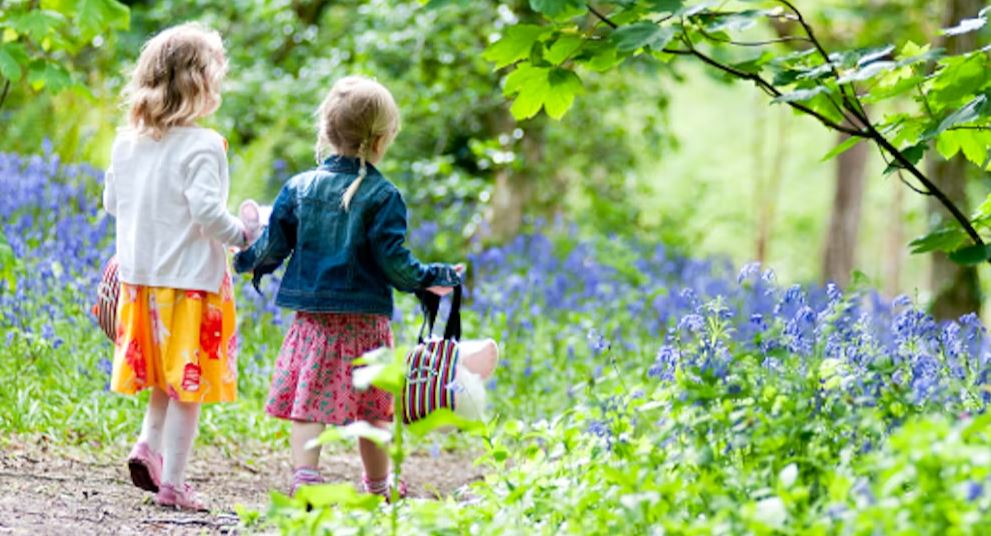 Walking Through a Beautiful Woodland on a Holiday Park near St Ives