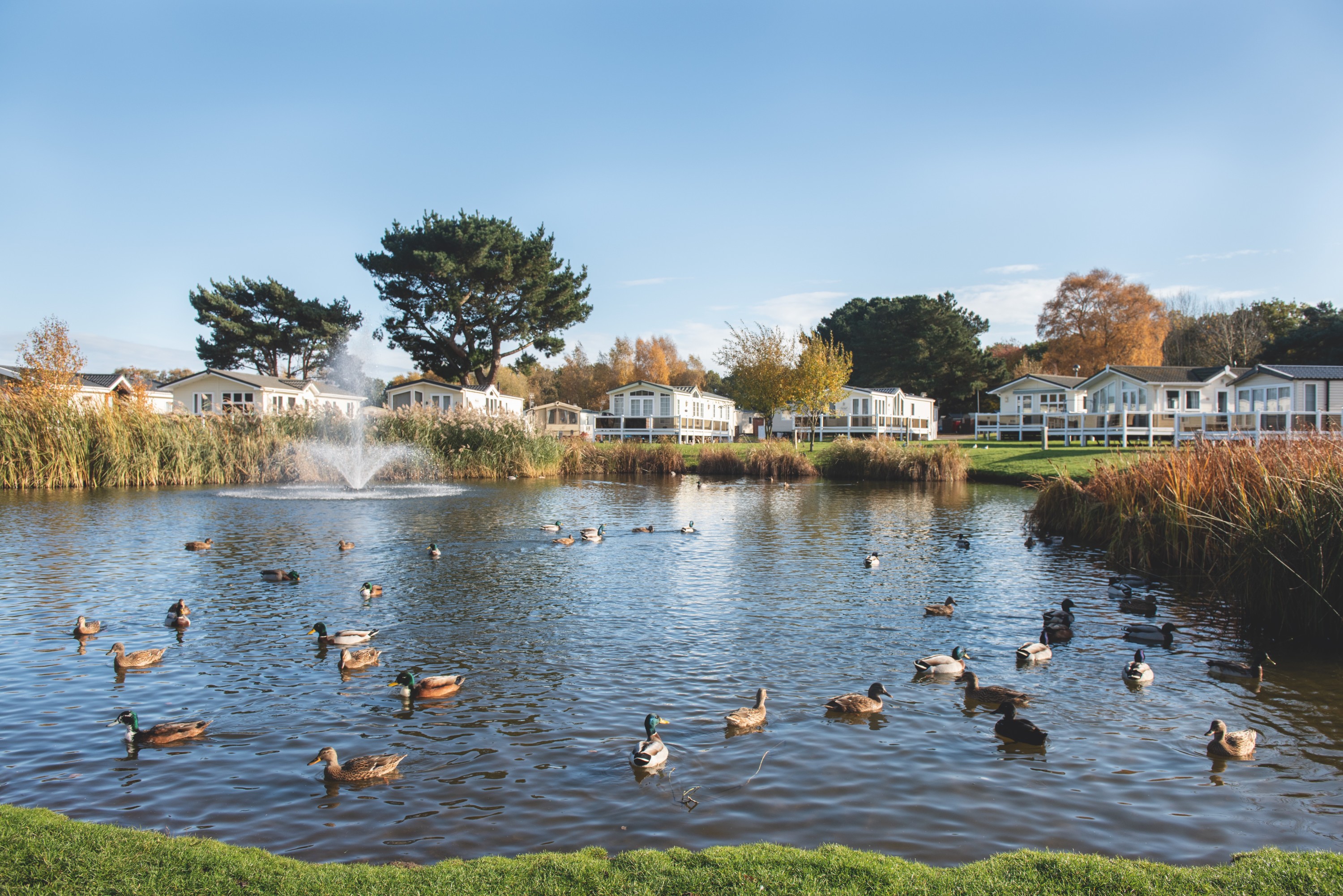 Ducks in a Lake with Holiday Homes at Wild Duck Holiday Park