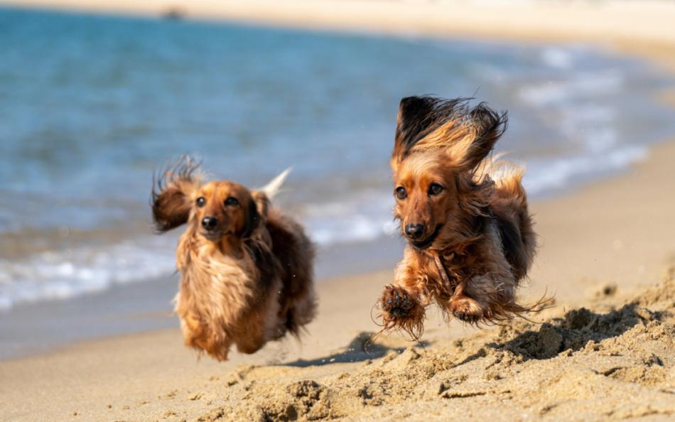 Two dogs running side by side along the shoreline