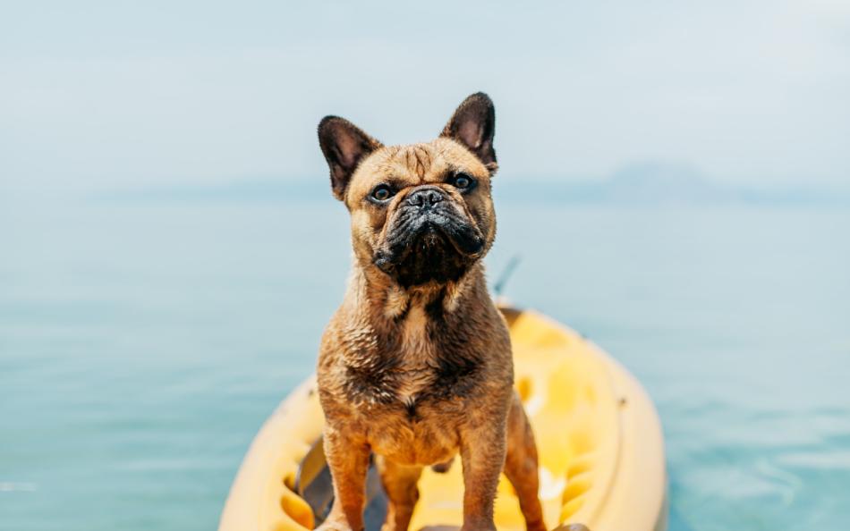 A dog sitting on top of a kayak in the sea on a beautiful day