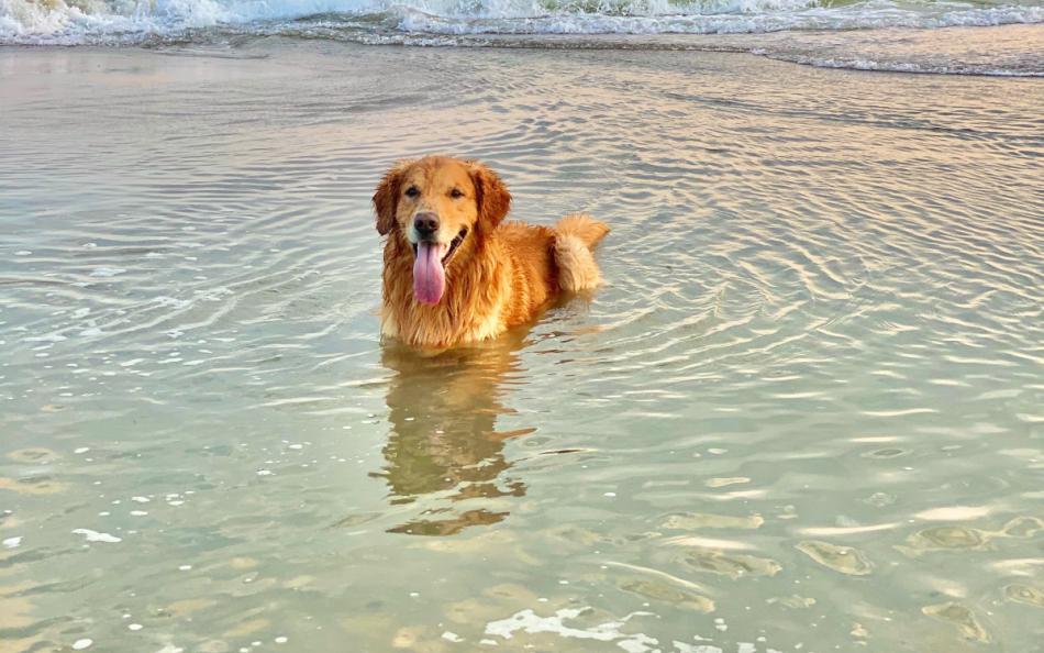 A dog sitting down in the sea