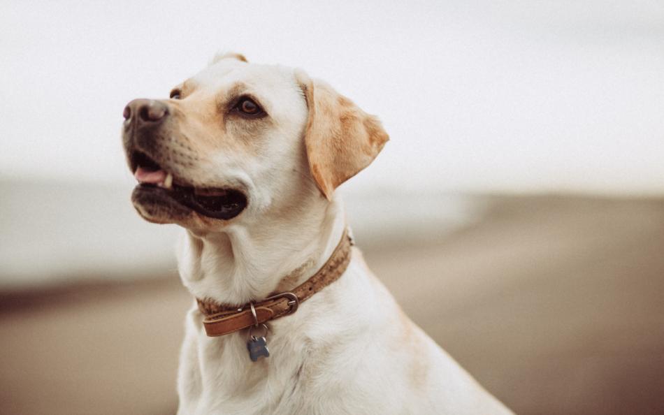 A dog on the beach