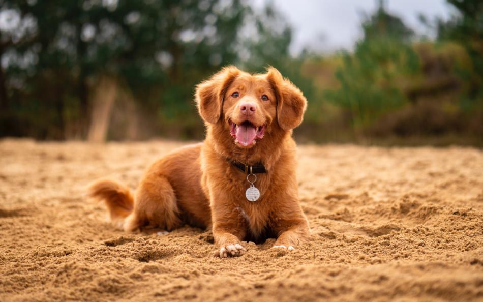 A dog sitting on a beach looking towards the sea and away from the forest behind