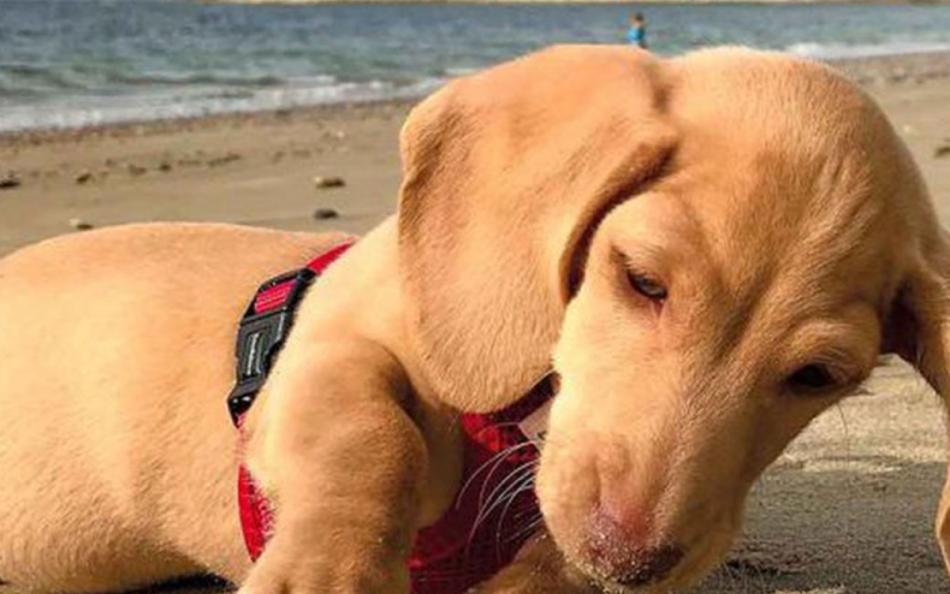 A dog playing with a stone on a sandy beach in the sunshine