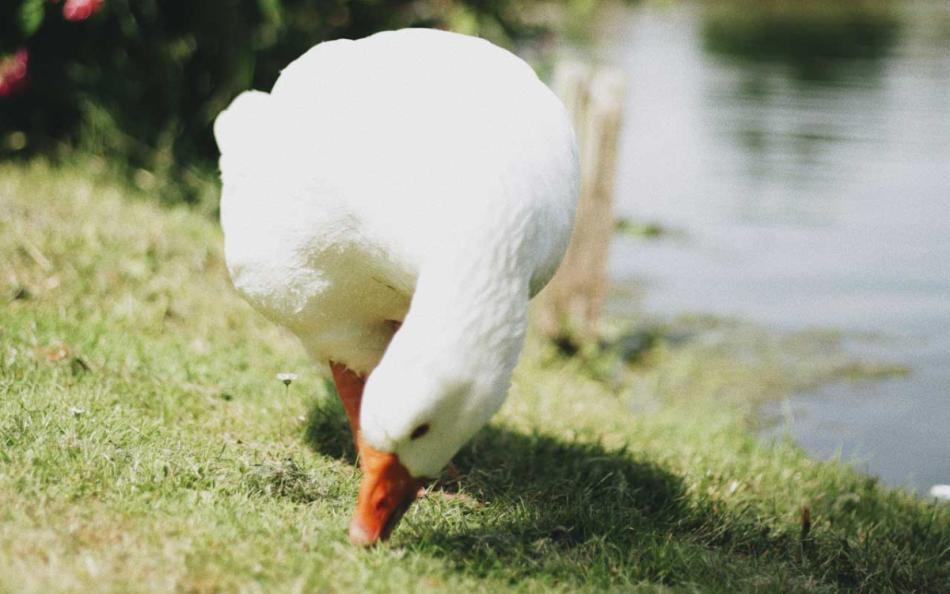 A duck walking on a grass verge next to a lake with flowers in the background