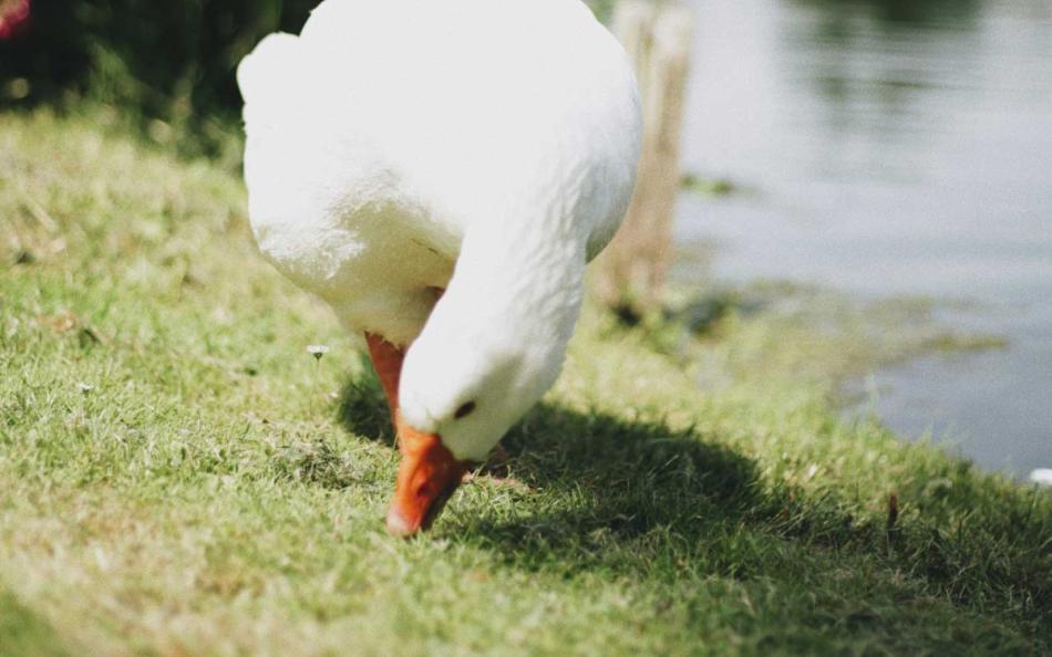 A duck beside a lake on a bright sunny day