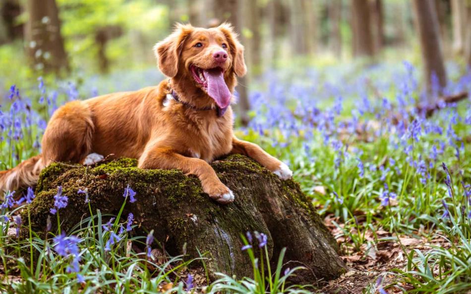A dog sat in an old tree stump in a woodland forest with purple flowers all around
