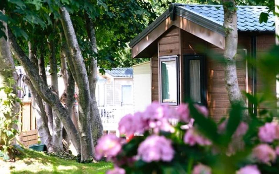 An image of holiday homes through trees and flowers in the foreground