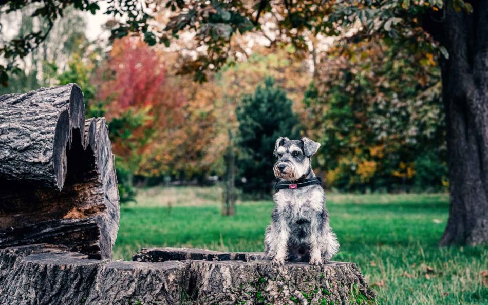  A dog sat on a tree stump surrounded by multi coloured trees in a park