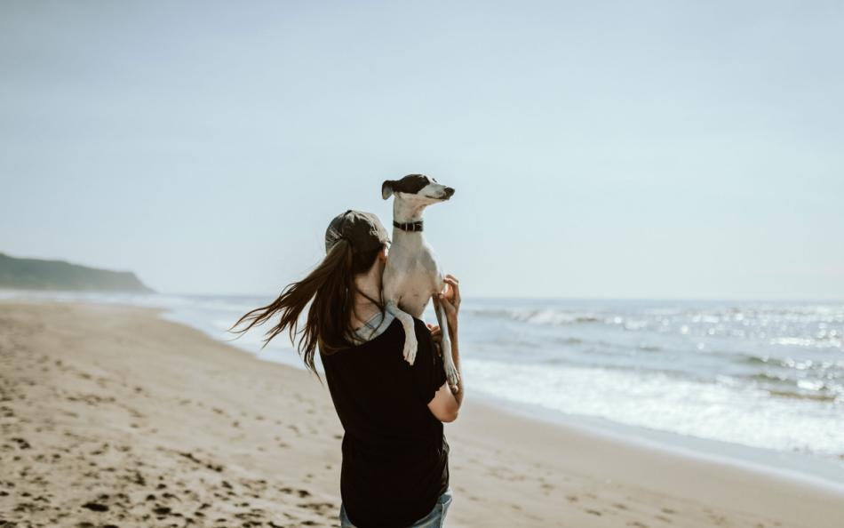 A person carrying a dog walking away from the camera