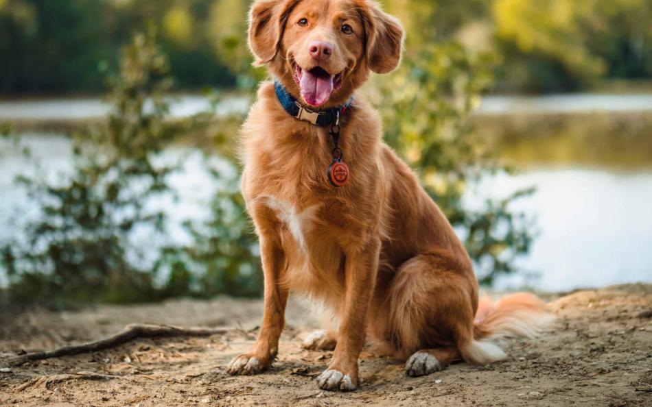 A dog sat beside a lake surrounded by trees