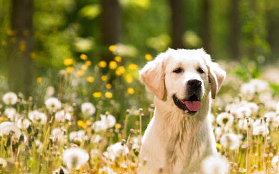 A dog siting in amongst a field of flowers on a warm sunny day