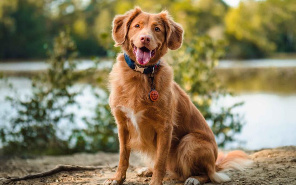 A Dog sat on a Yorkshire Lake Shoreline