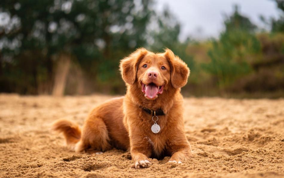 A dog sitting on the sand looking towards the sea with shrubs and trees in the distance