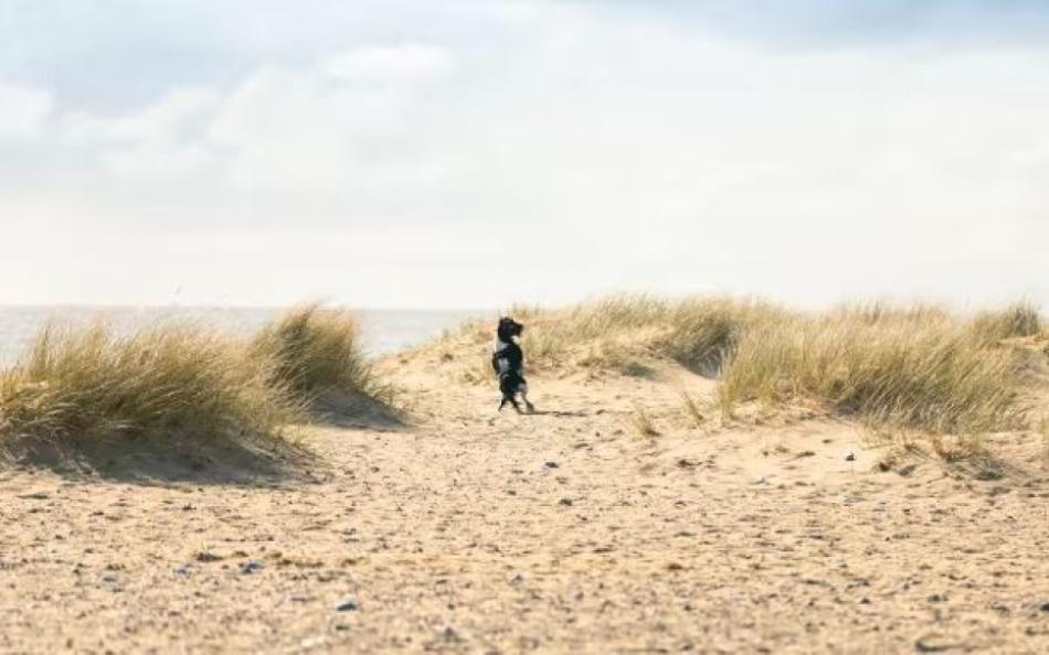 A Man Walking with his Dog Through the Sand Dunes