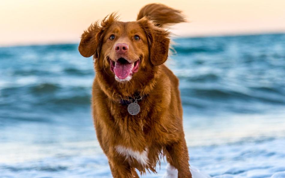 A Dog Running Through the Sea on a Hampshire Beach