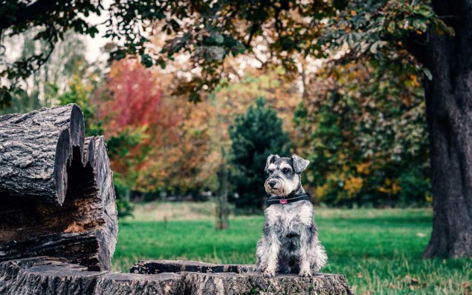 A Dog Sat on Top of a Tree Stump in a Park in Scotland