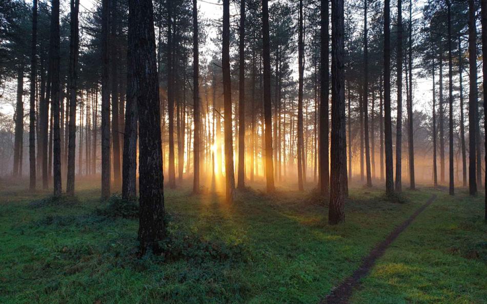 walking holidays in Suffolk in Thetford Forest 