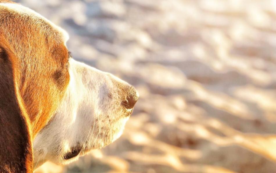 best UK dog friendly holiday parks