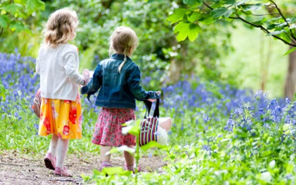 Walking Through a Beautiful Woodland on a Holiday Park near St Ives