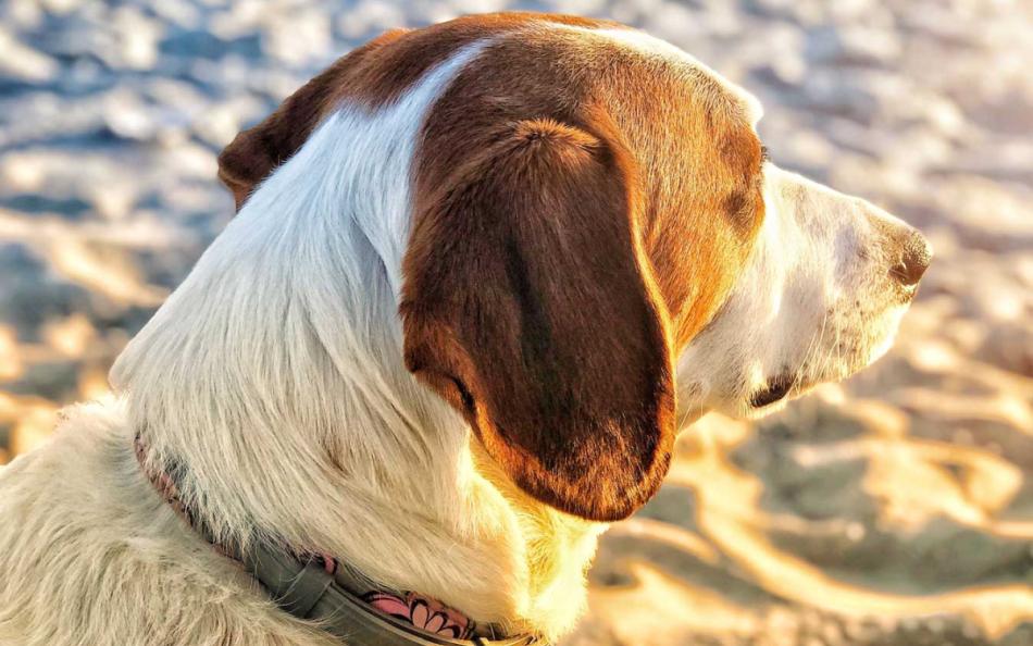 A Brown and White Dog Sat on a Devonshire Sandy Beach in the Sun