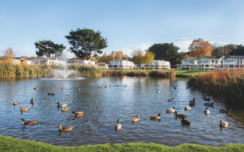 Ducks in a Lake with Holiday Homes at Wild Duck Holiday Park