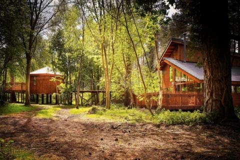 woodland log cabins at Thorpe Forest in Norfolk
