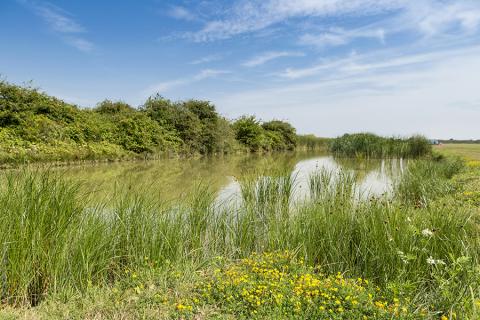 the fishing lake for fishing holidays in Essex at Steeple Bay Holiday Park