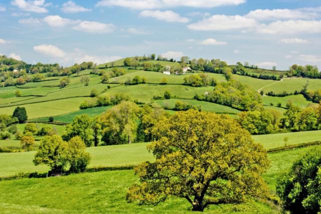 view of the east devon countryside from Andrewshayes Holiday Park