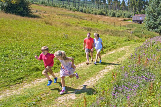 woodland walks at springhouse country park in hexham