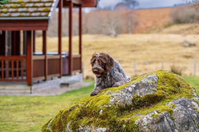 wildside highland lodges at loch ness