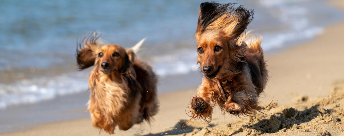 Dog friendly caravans in Cornwall with dogs running along the beach