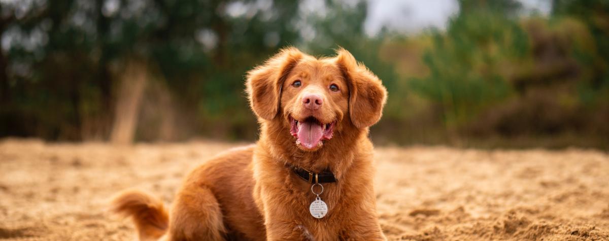 A dog sitting on the sand looking towards the sea, dog friendly caravan parks in Dorset A dog sitting on the sand looking towards the sea, dog friendly caravan parks in Dorset
