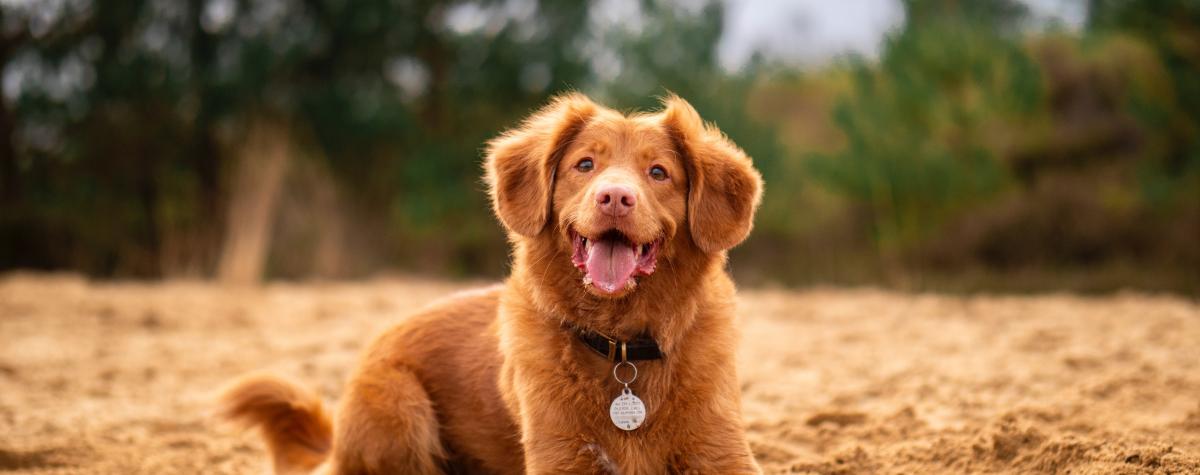 A dog sitting on the sand looking towards the sea, dog friendly caravan parks in Dorset