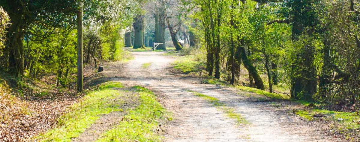 A Walk Through The New Forest fro walking holidays in Hampshire