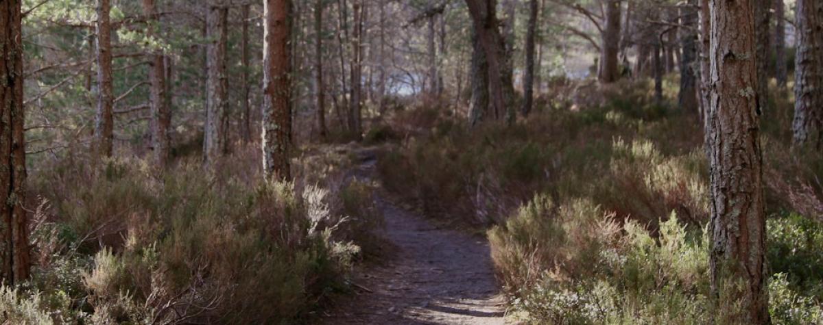 our top 3 forest holidays lodge parks