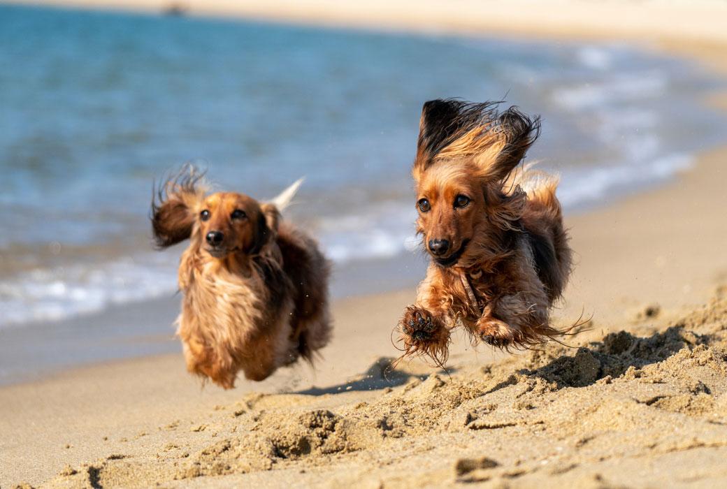 Find dog friendly holiday parks in Somerset where they can run freely along the beach 