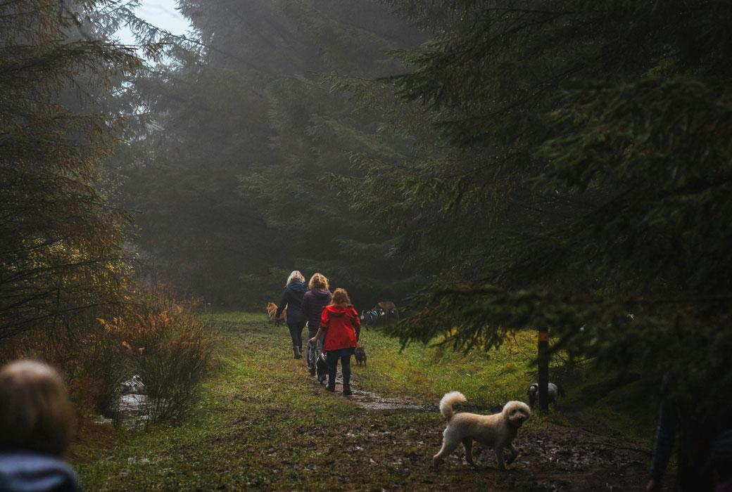 Holiday in the Forest & enjoy dog friendly walks with a Forest Holiday Park break