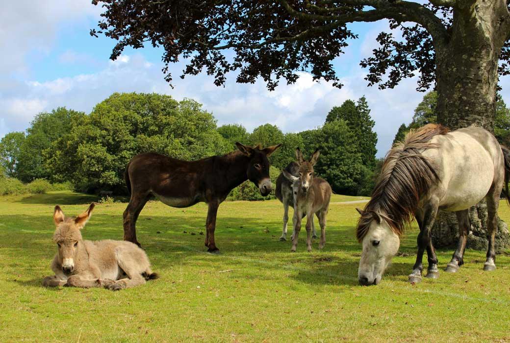 Places to stay in Hampshire and The Isle of Wight